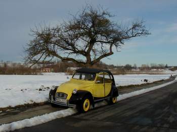 Ente im Schnee